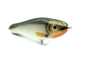 Preview: Silver Shad Dark Green